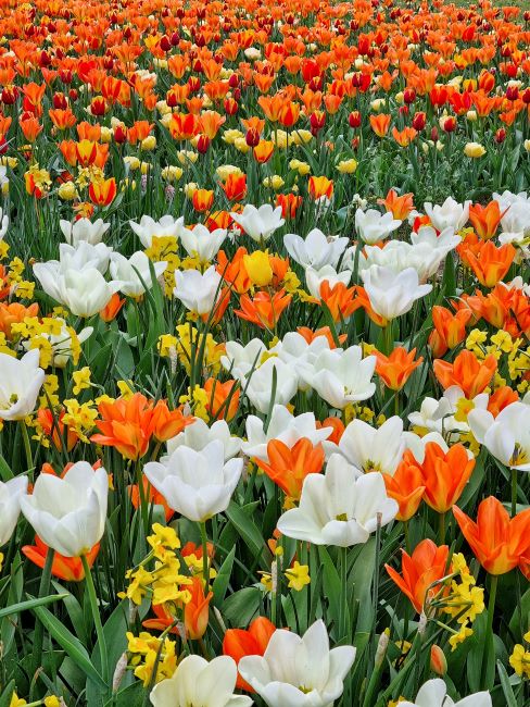 fioritura-tulipani-torino