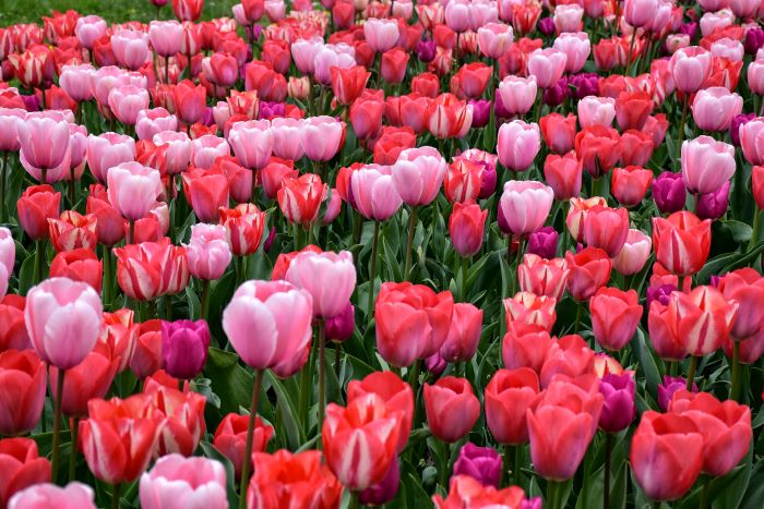tulipani-torino