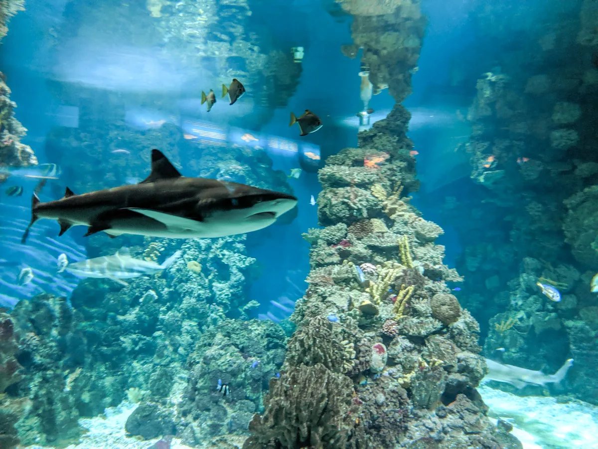 A shark gliding through the blue waters of an aquarium surrounded by various tropical fish and intricate coral formations This picture was taken at the Barcelona Aquarium, a great thing to do in Barcelona alone