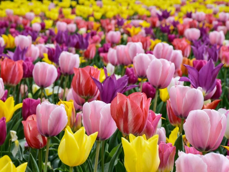 messer-tulipano-pralormo-torino