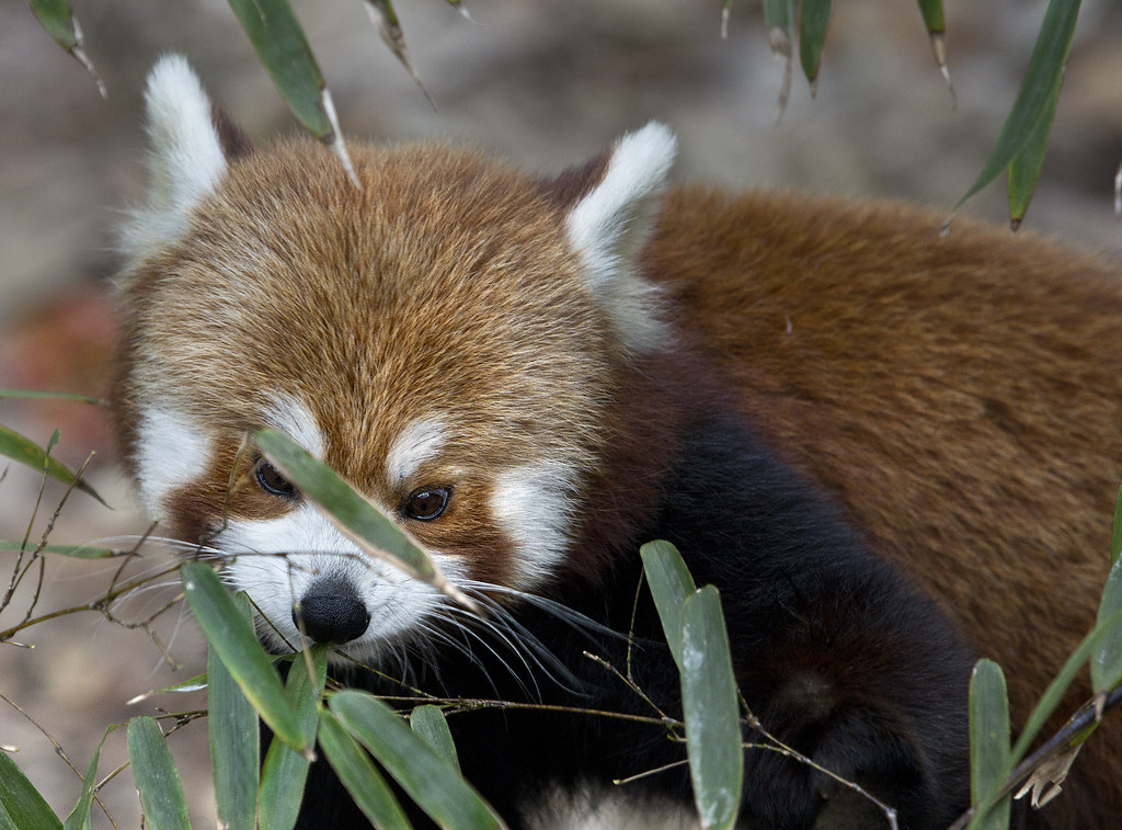 Red Panda bear eating bamboo Norfolk Virginia Zoo