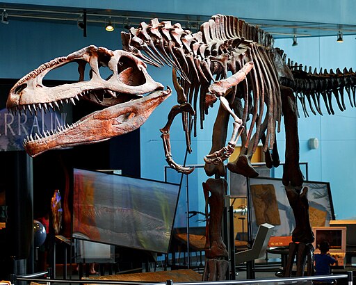 Giganotosaurus cast at Maryland Science Center
