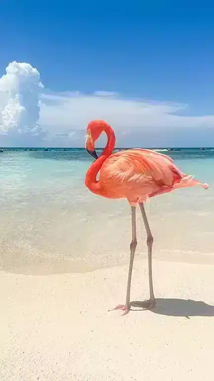 Beautiful pink flamingo roaming the beach in Aruba, one of the most expensive experiences on the island