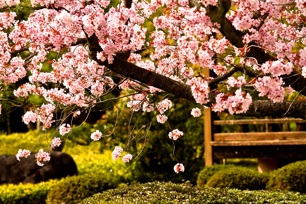 Cherry Blossoms in Japan (Sakura)