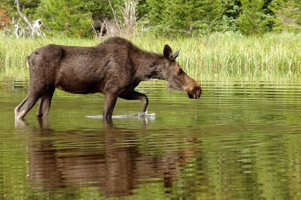 Moose in Water, Rocky Mountain National Park